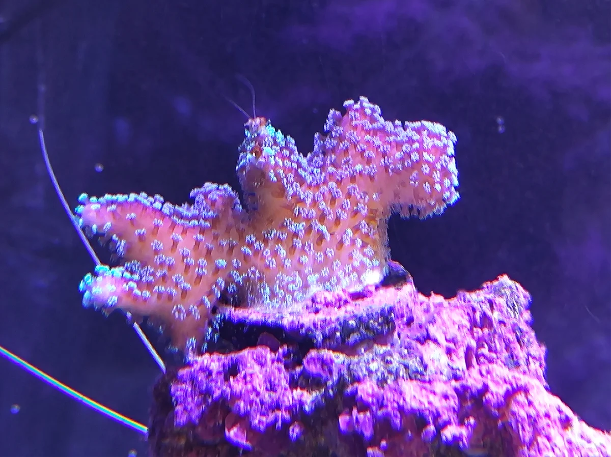 Stylophora Subseriata