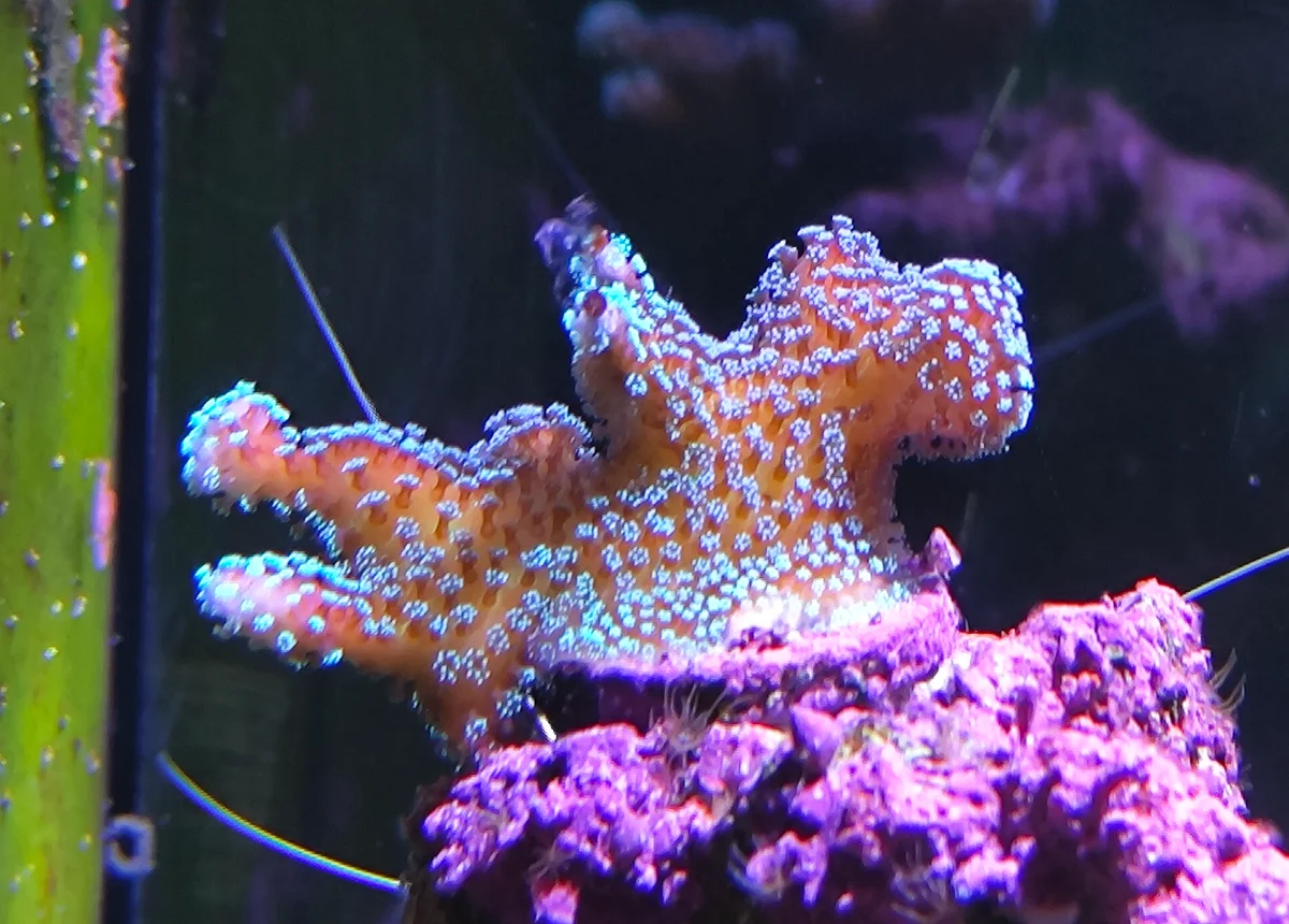 Stylophora Subseriata