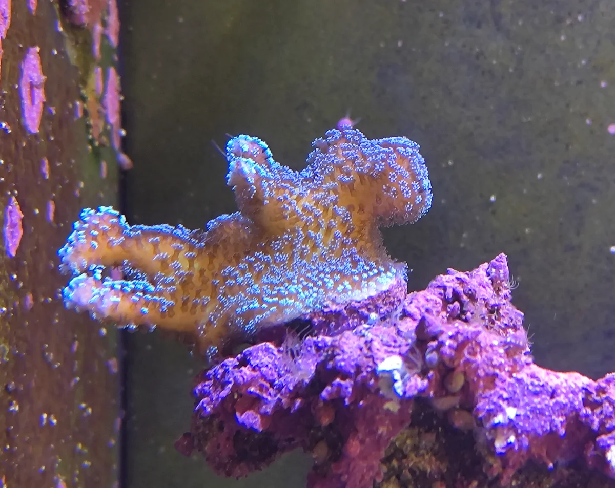 Stylophora Subseriata