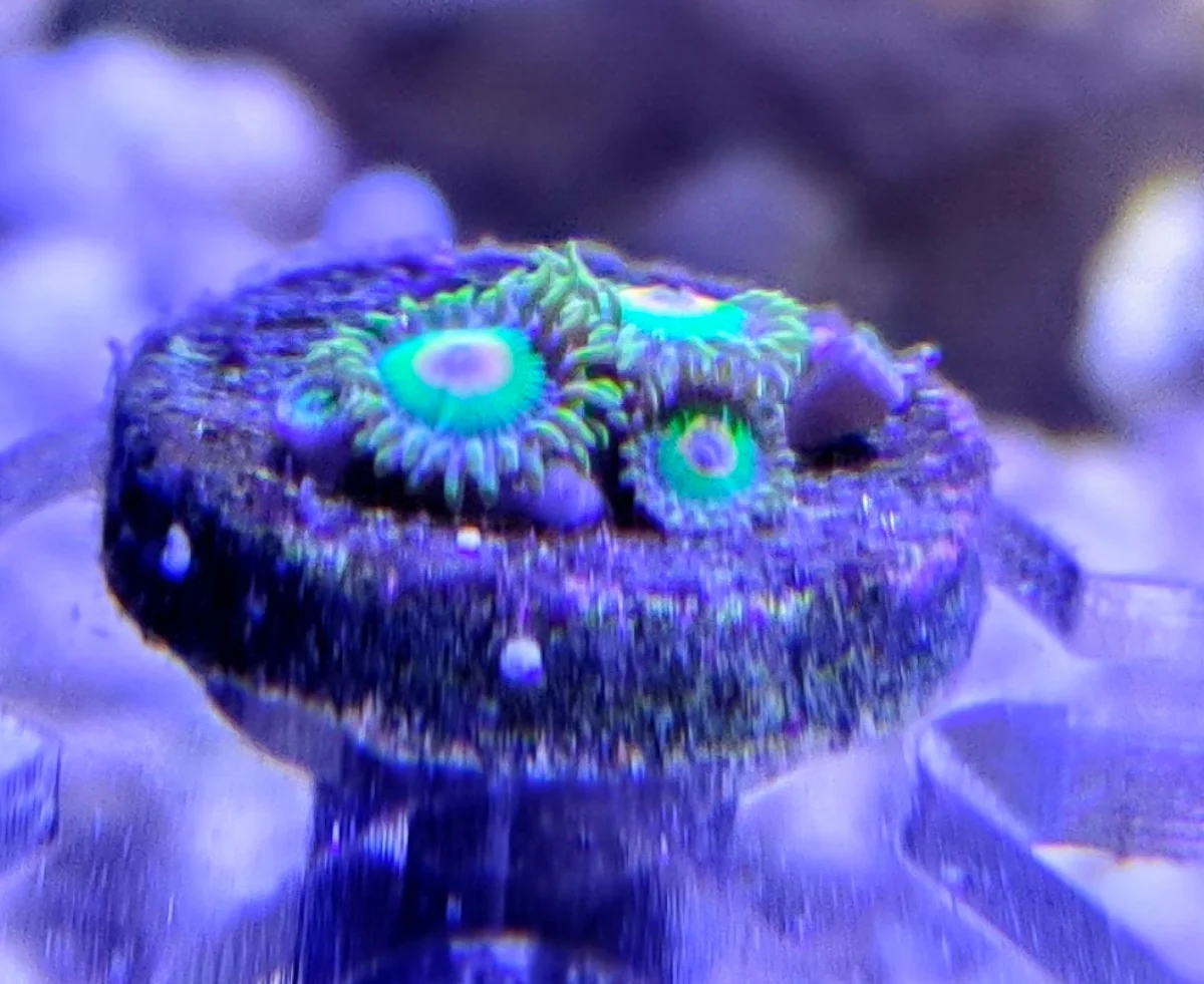 Zoanthus Rasta - Rasta