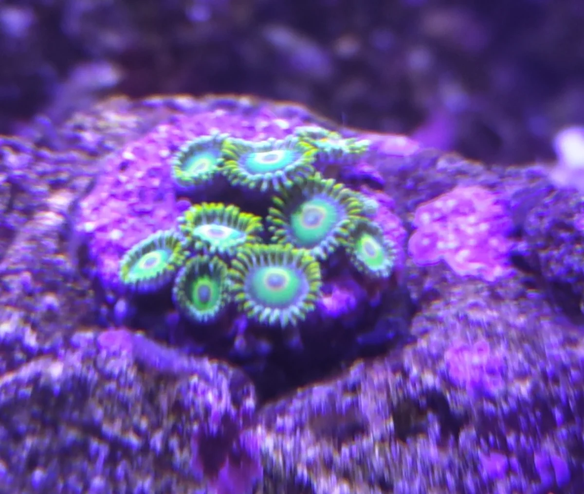 Zoanthus Rasta - Rasta