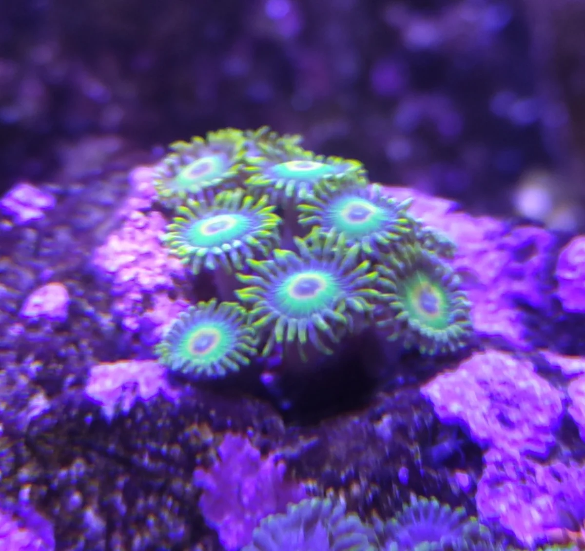 Zoanthus Rasta - Rasta