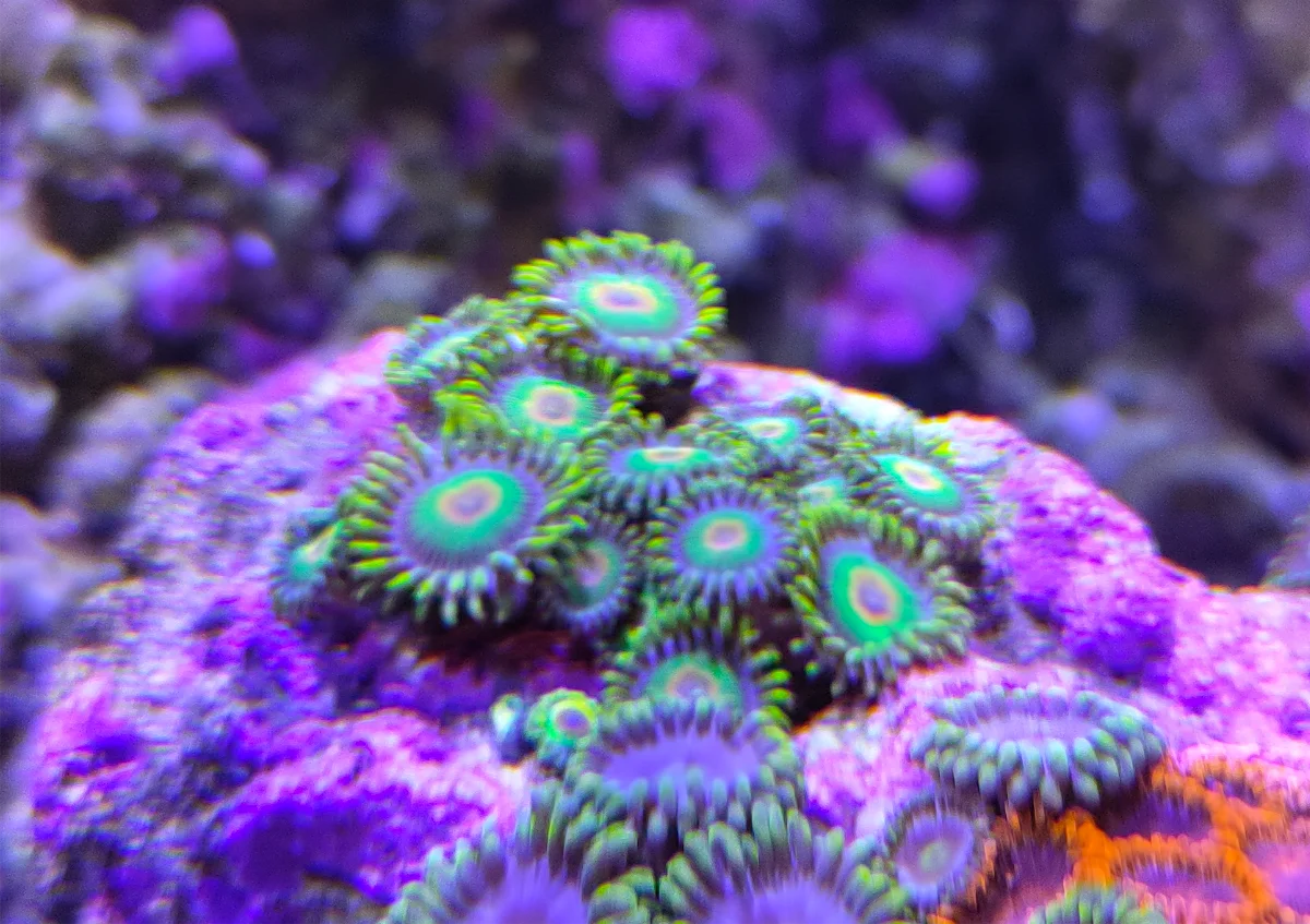 Zoanthus Rasta - Rasta