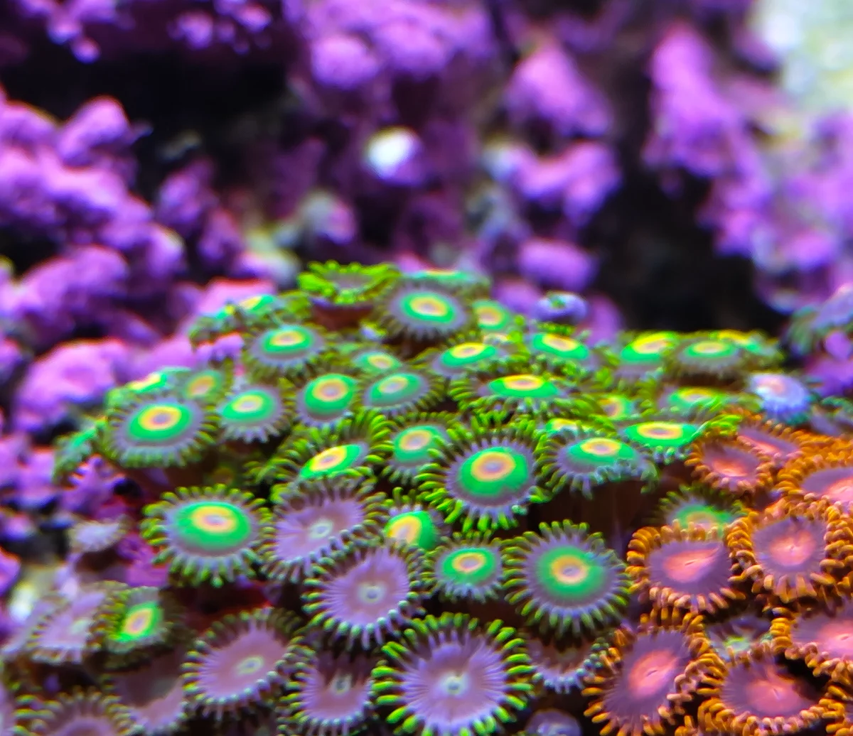 Zoanthus Rasta - Rasta