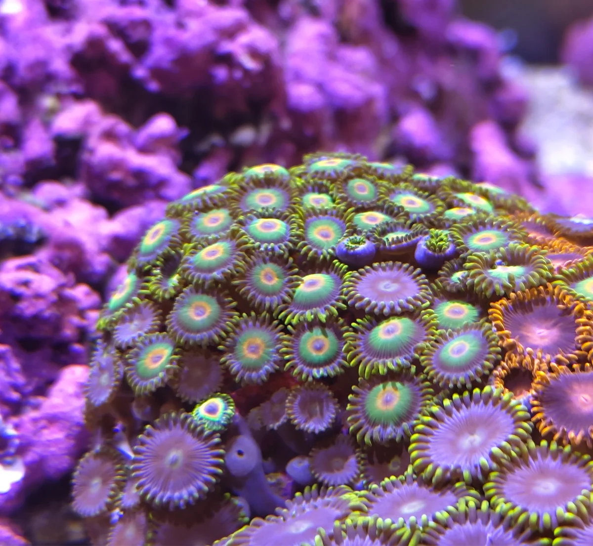 Zoanthus Rasta - Rasta