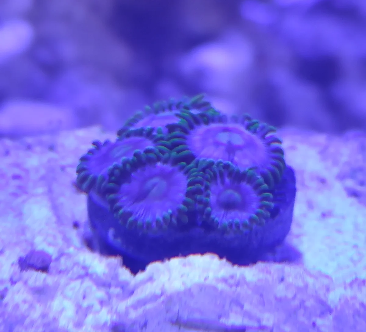 Zoanthus - Neon Green Magician Blue