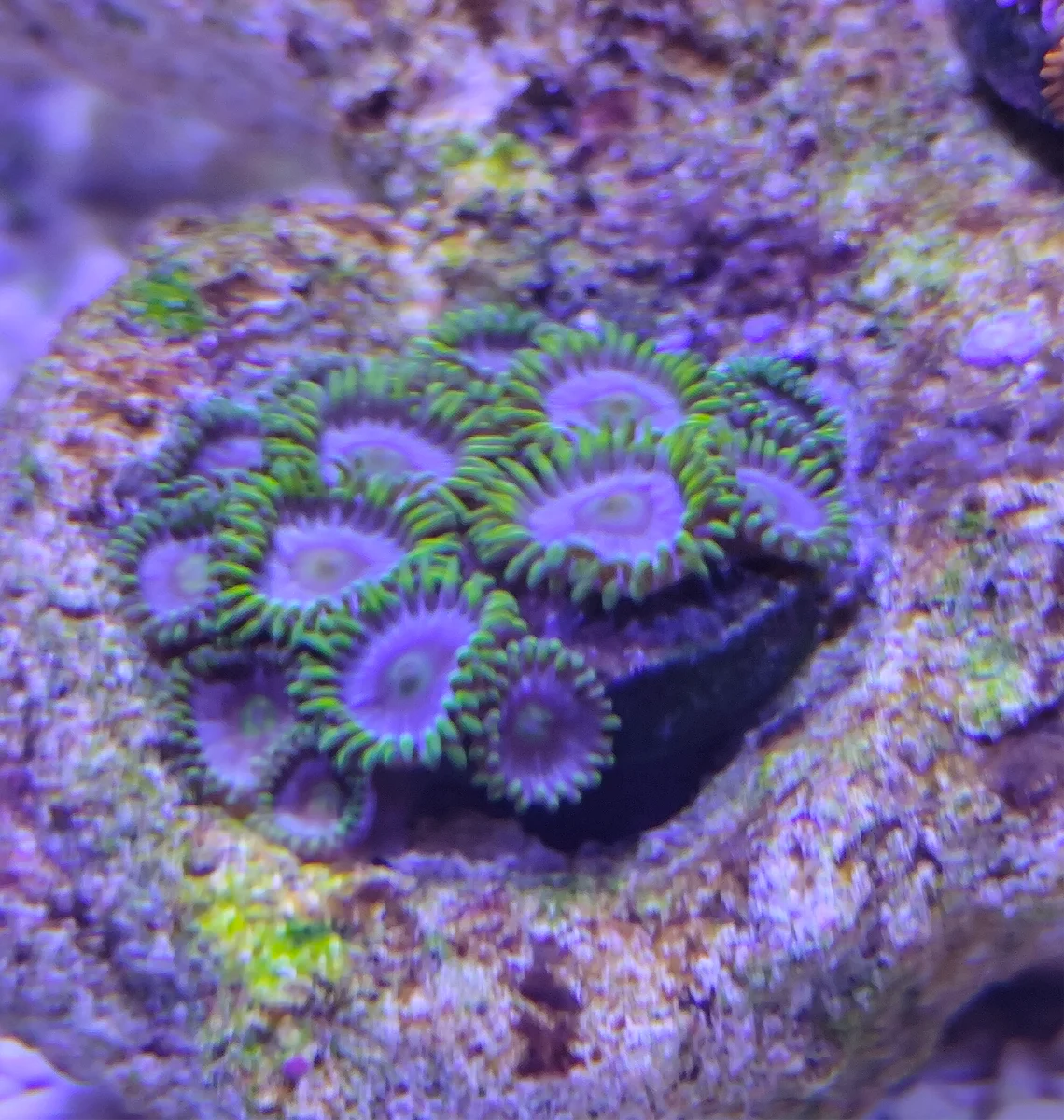 Zoanthus - Neon Green Magician Blue