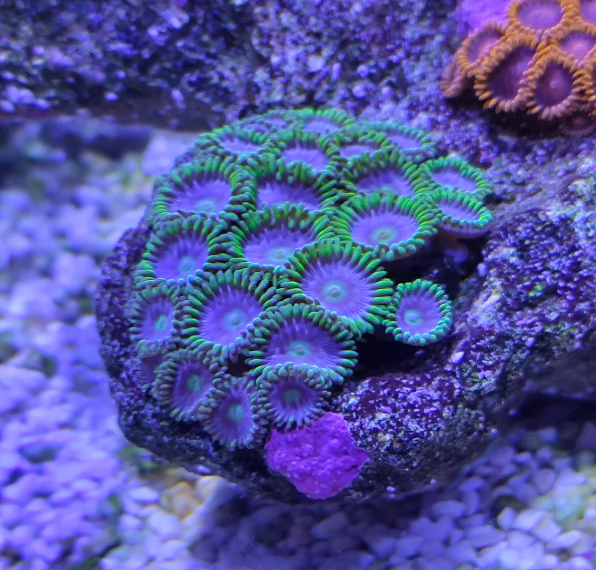 Zoanthus - Neon Green Magician Blue