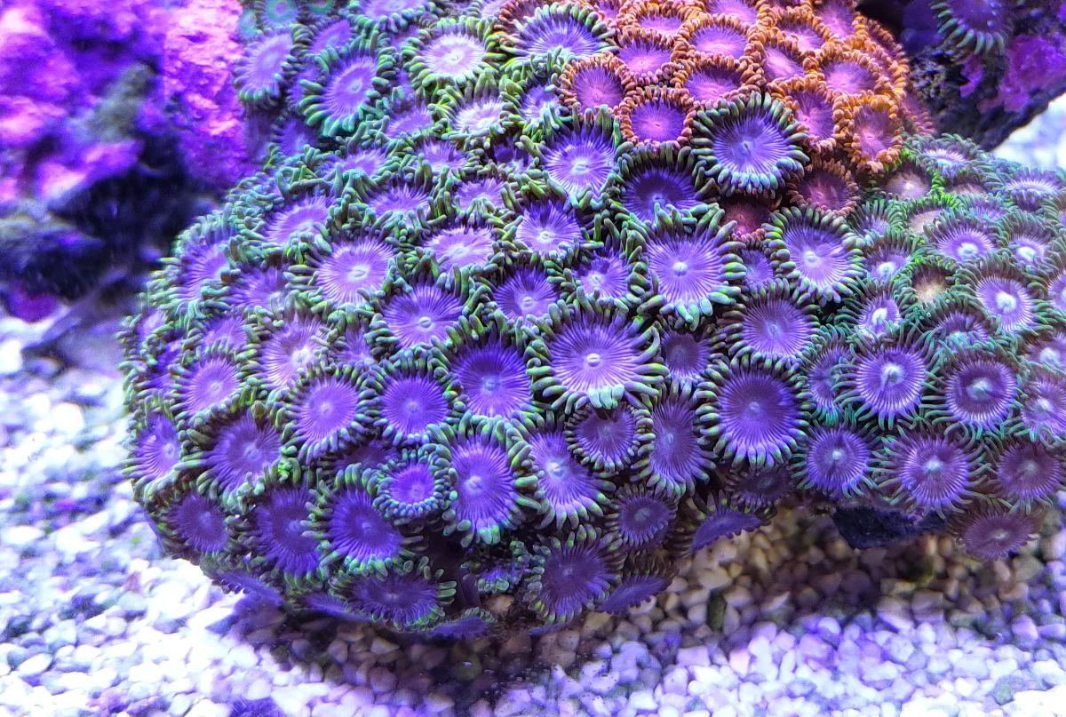 Zoanthus - Neon Green Magician Blue
