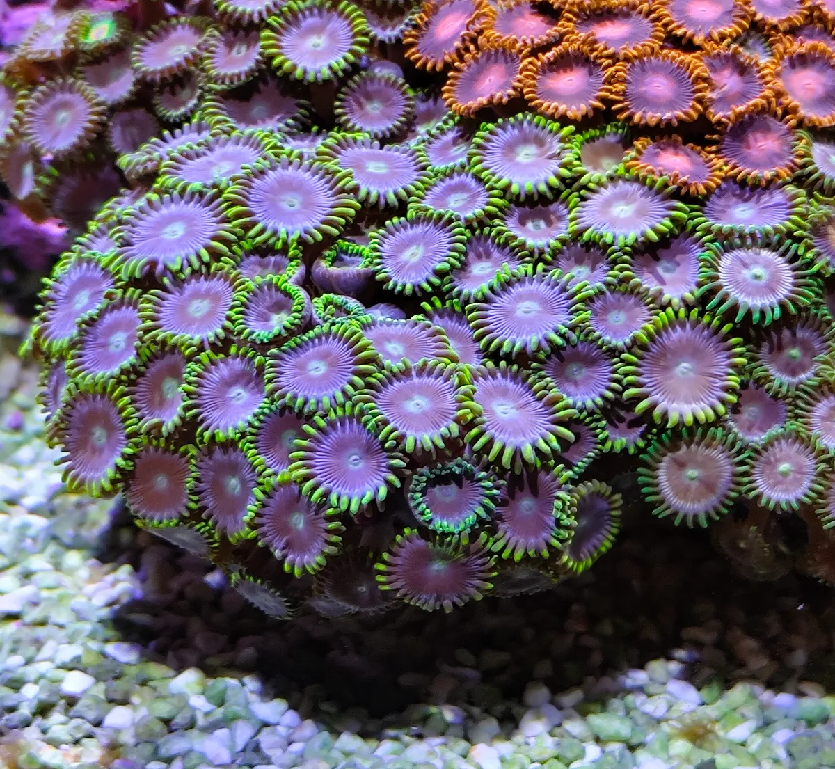 Zoanthus - Neon Green Magician Blue