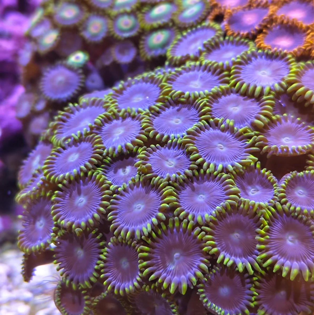 Zoanthus - Neon Green Magician Blue