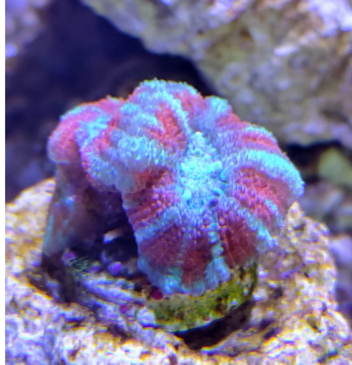 Acanthastrea Lordhowensis