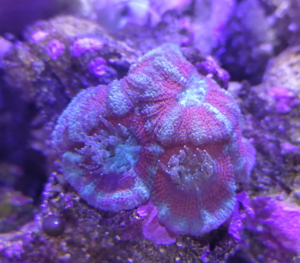 Acanthastrea Lordhowensis