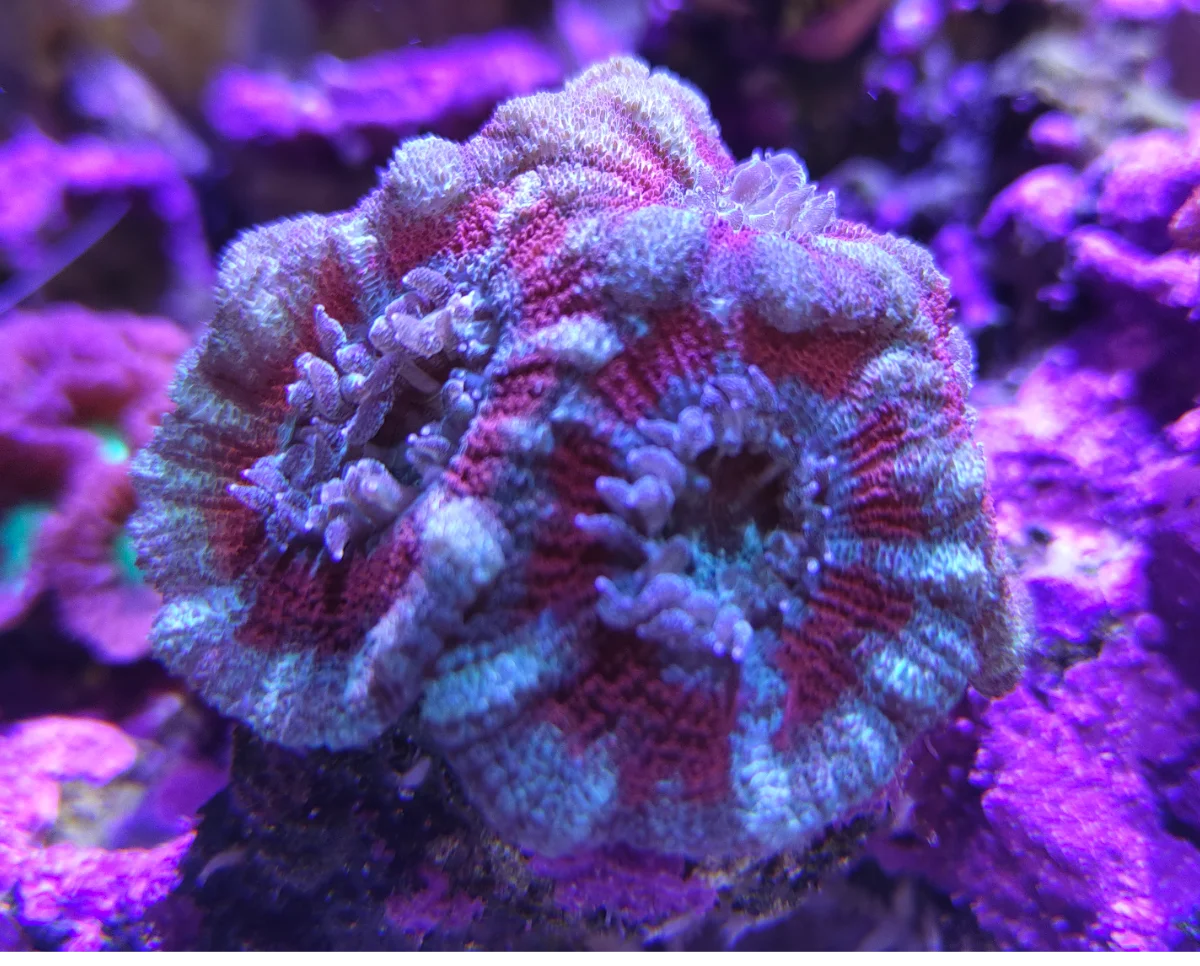Acanthastrea Lordhowensis