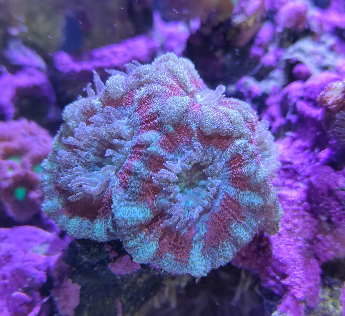 Acanthastrea Lordhowensis
