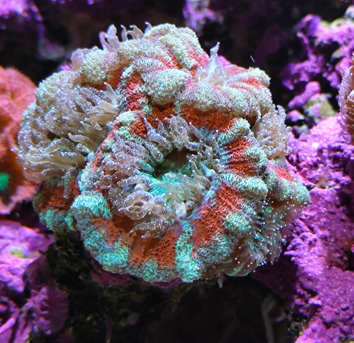 Acanthastrea Lordhowensis