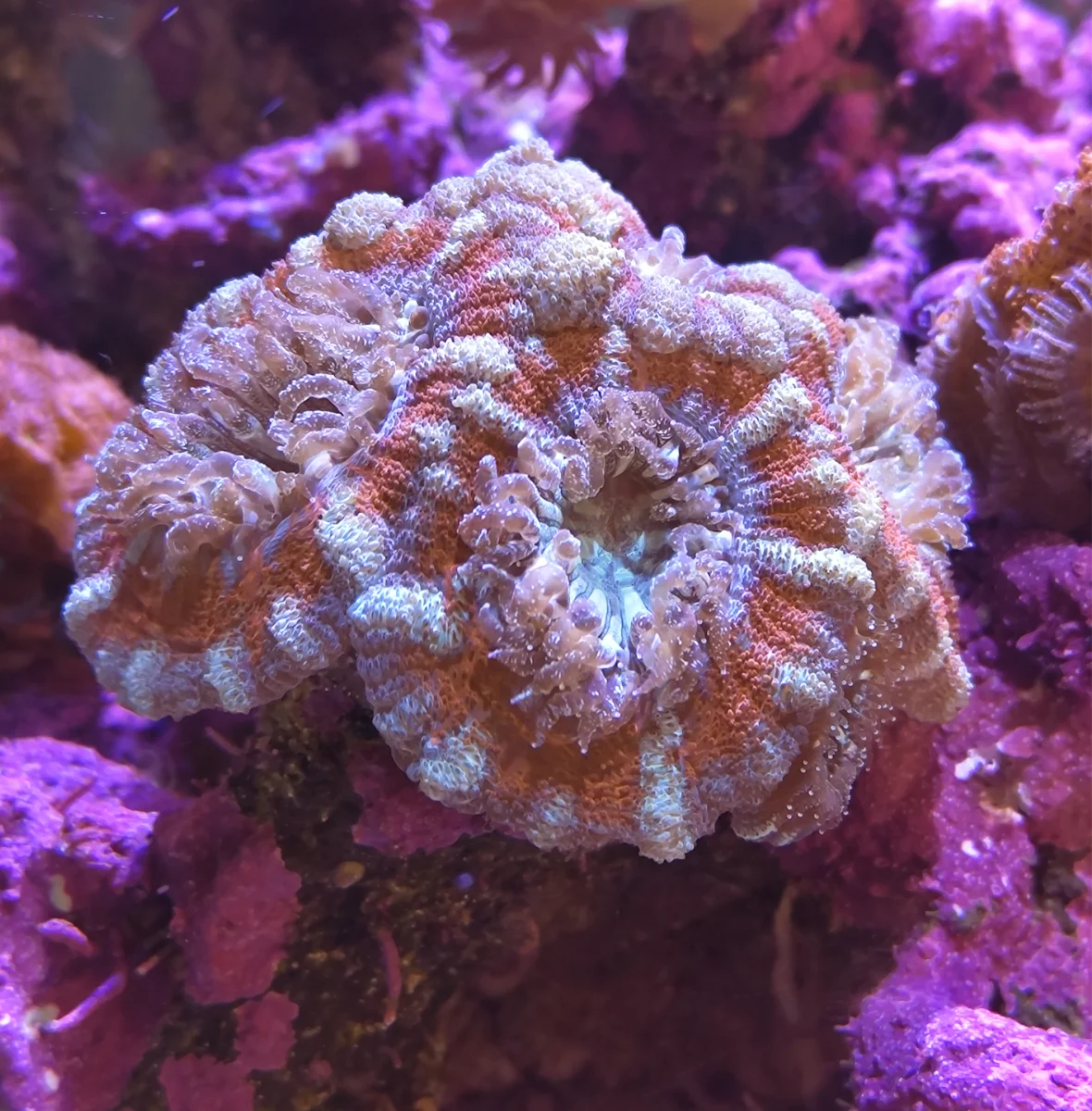 Acanthastrea Lordhowensis