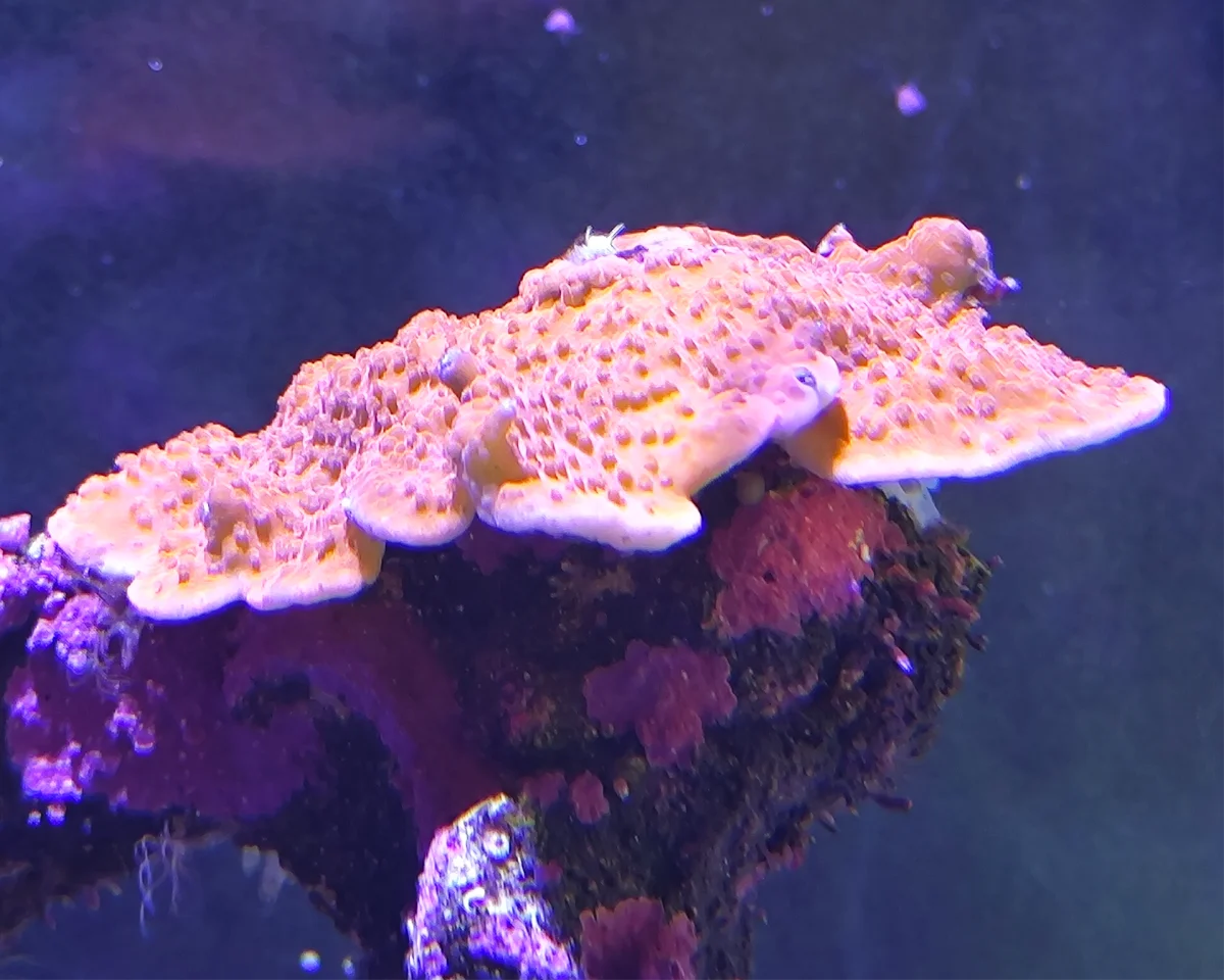 Montipora encroûtante