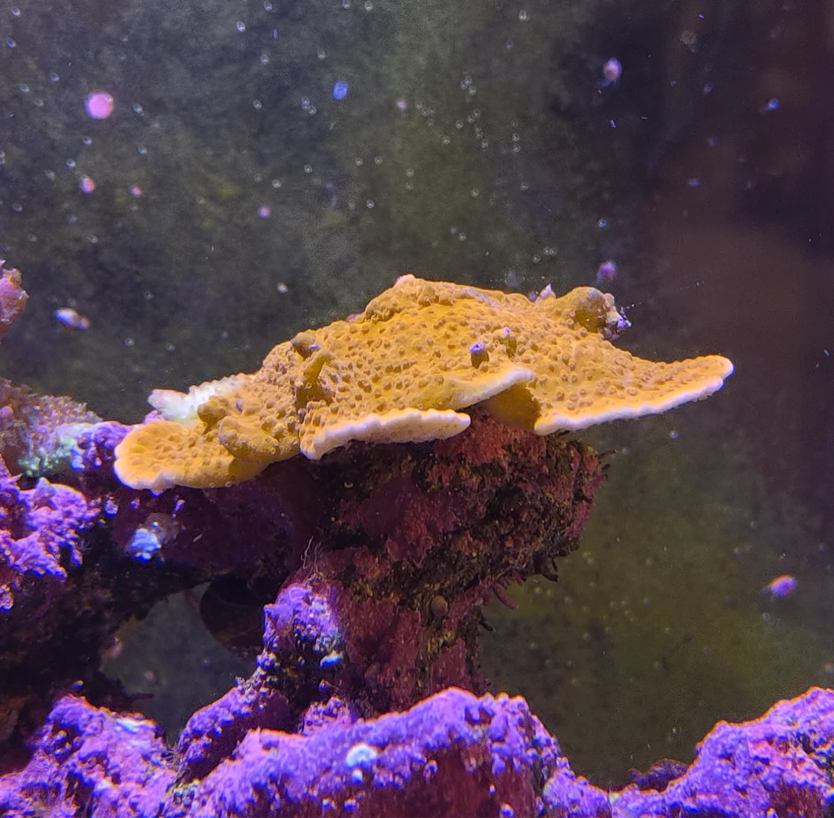 Montipora encroûtante