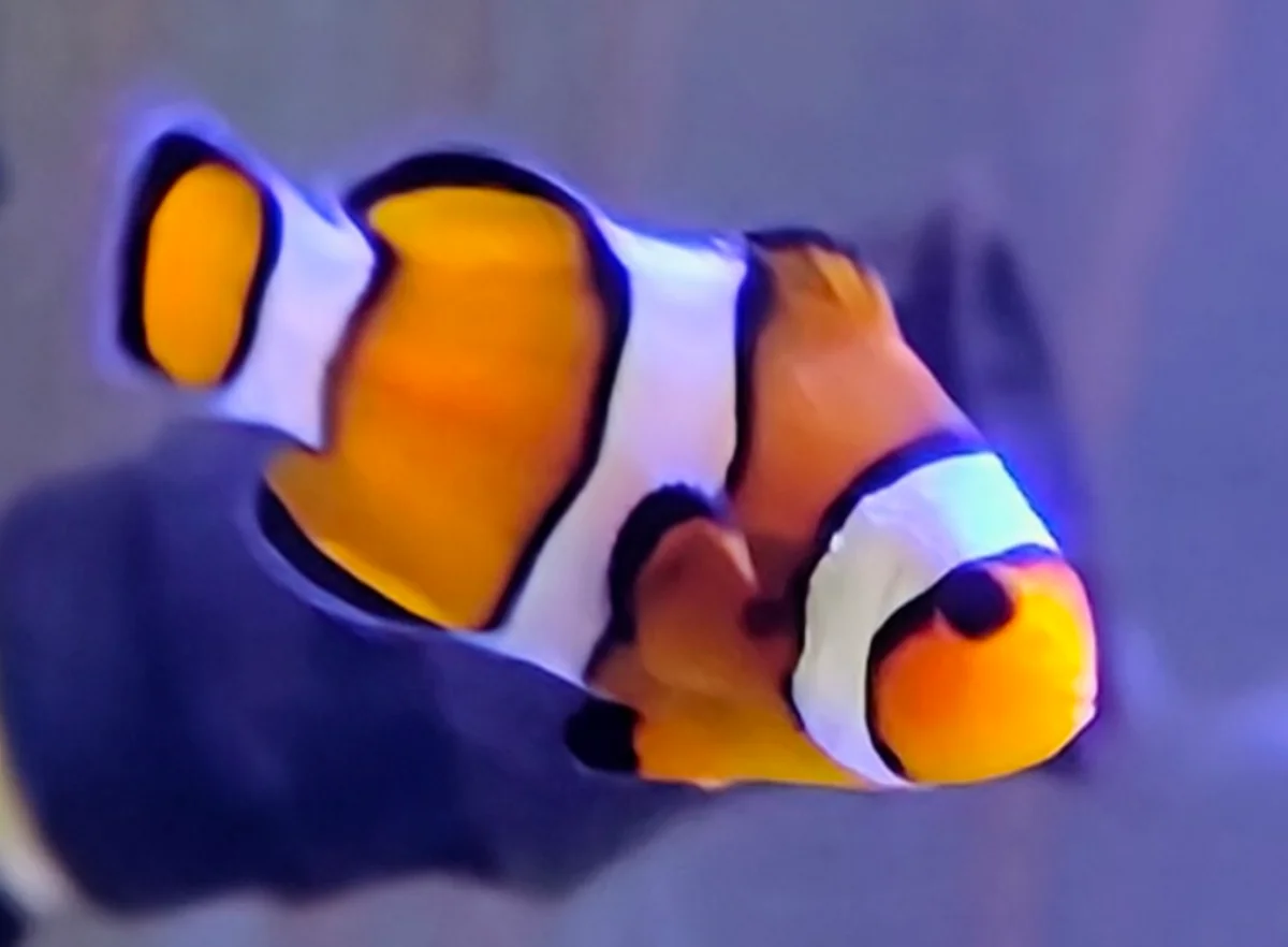 Poisson-clown Ocellaris
