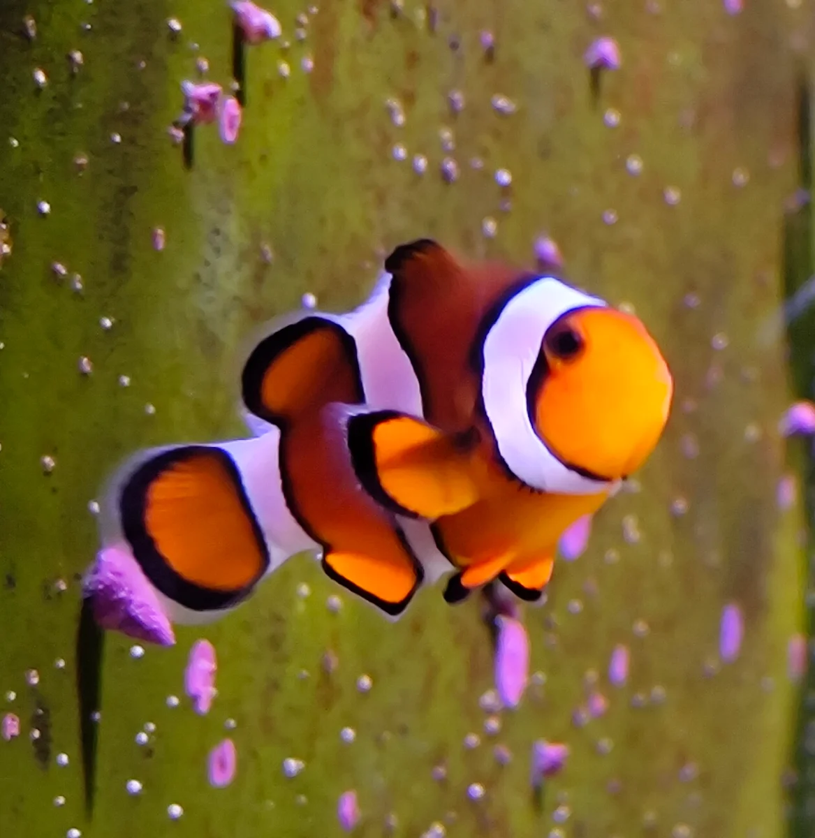 Poisson-clown Ocellaris
