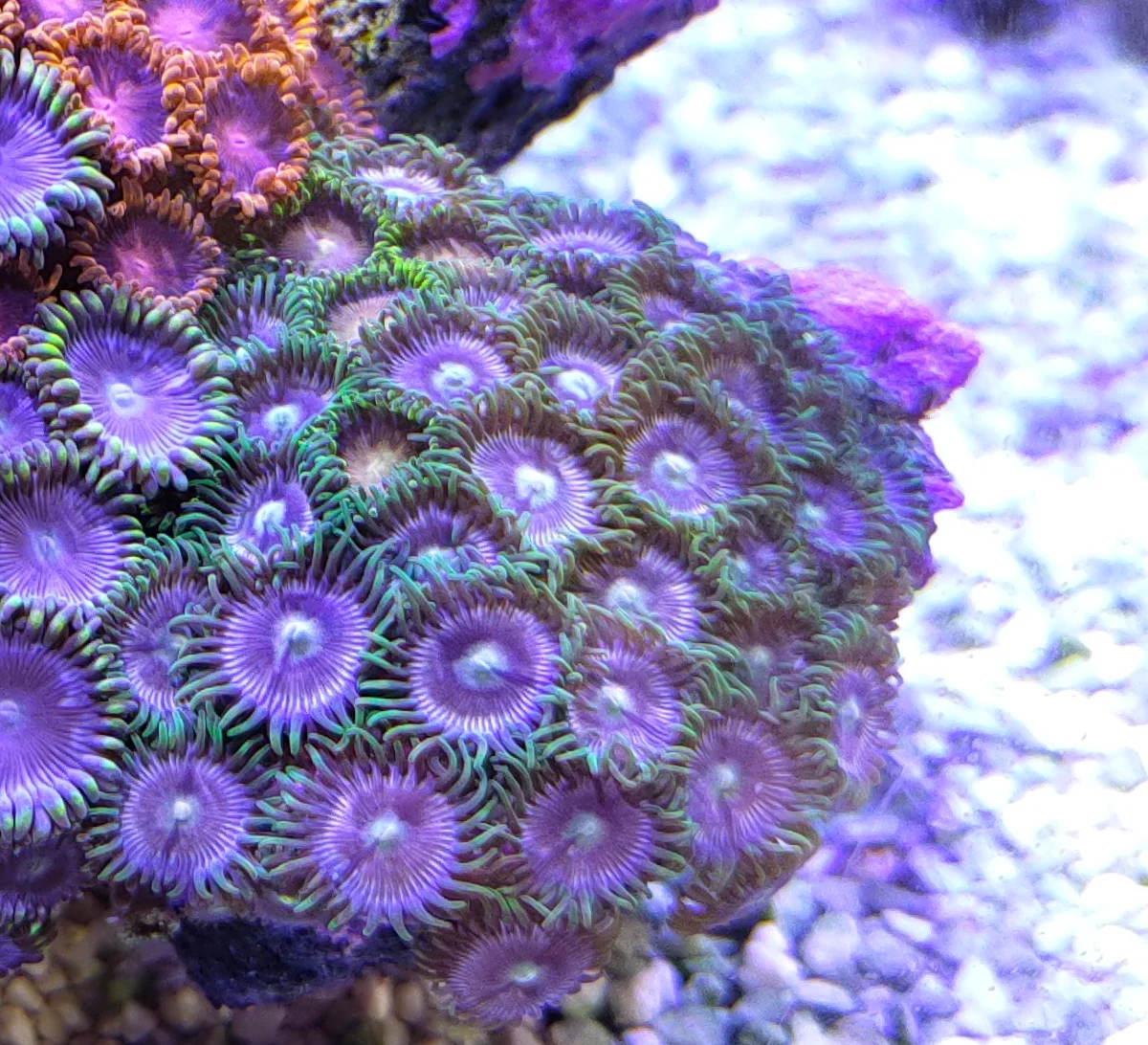 Zoanthides