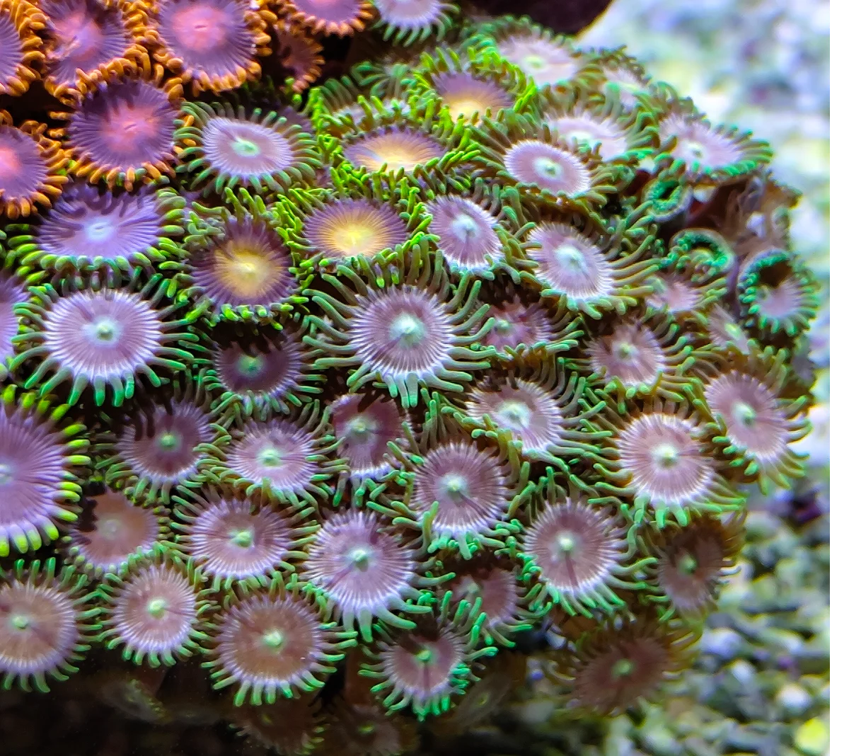 Zoanthides