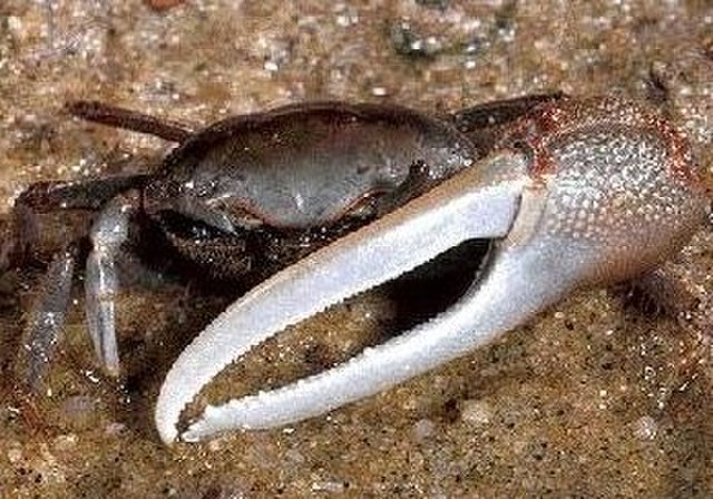 Crabe violoniste