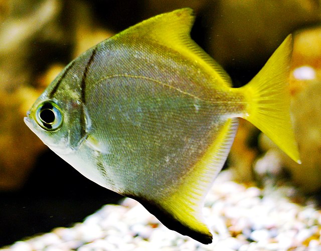 Monodactyle argenté