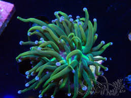 corail torche