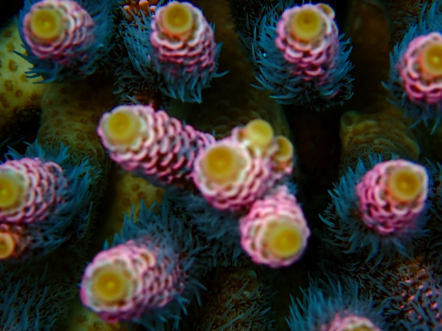 Acropora millepora