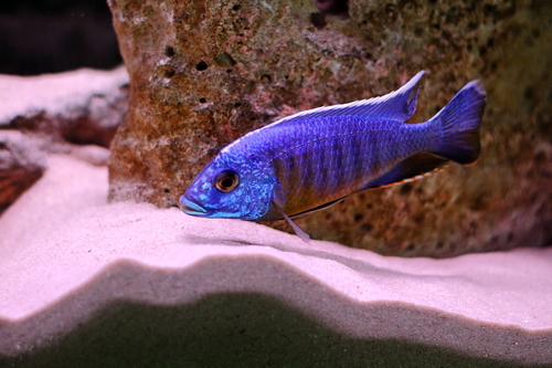 Peacock bleu