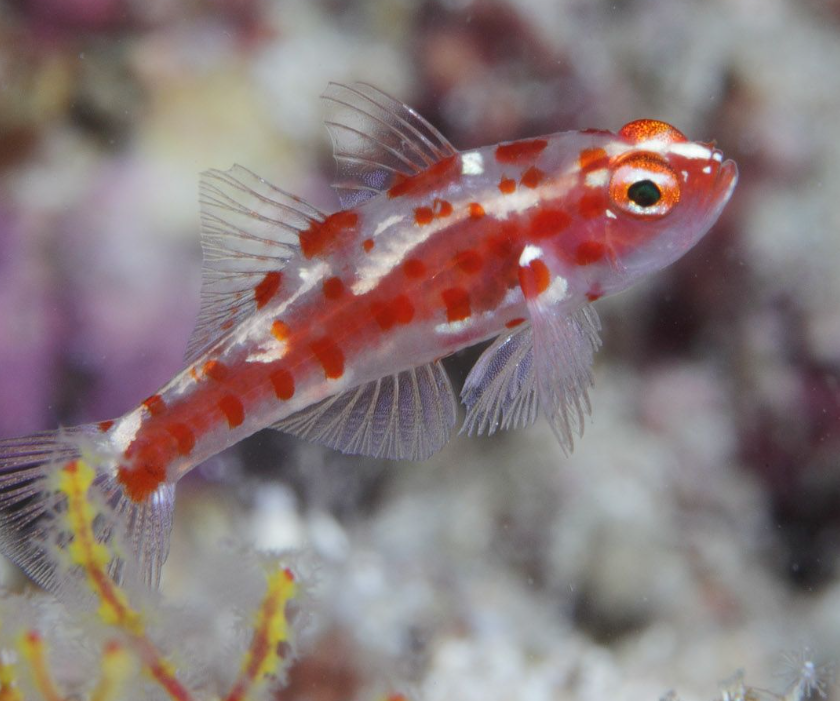 Trimma Rubromaculatum