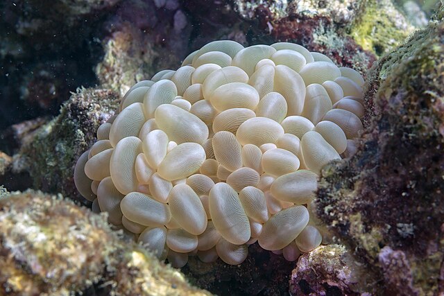 Corail bulle
