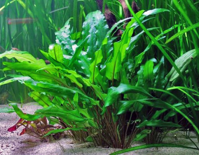Cryptocoryne de Wendt