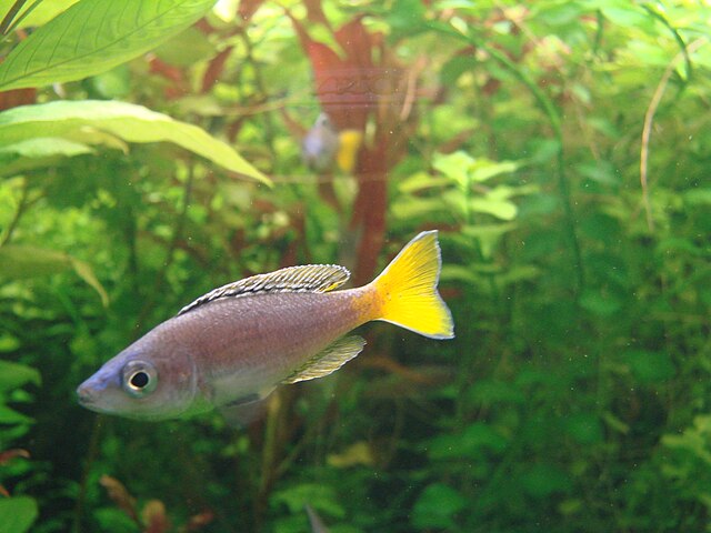 Cyprichromis