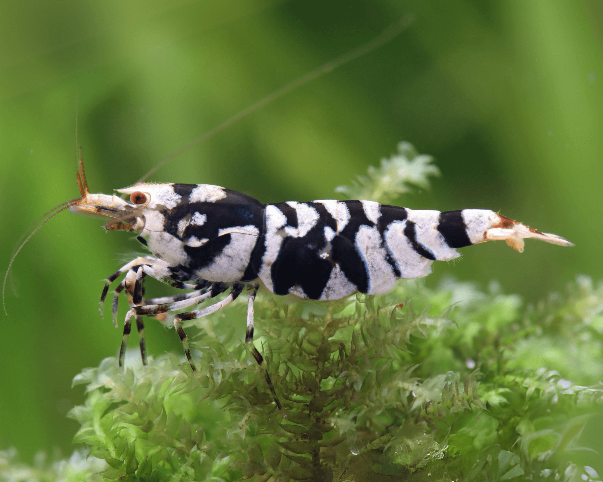 Black fancy tiger