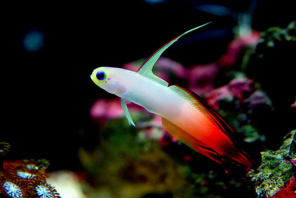 Poissons fléchettes magnifique (gobie de feu)