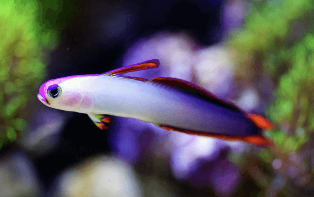 Poisson fléchette décoré (ou Gobie de feu violet / Nemateleotris violette)