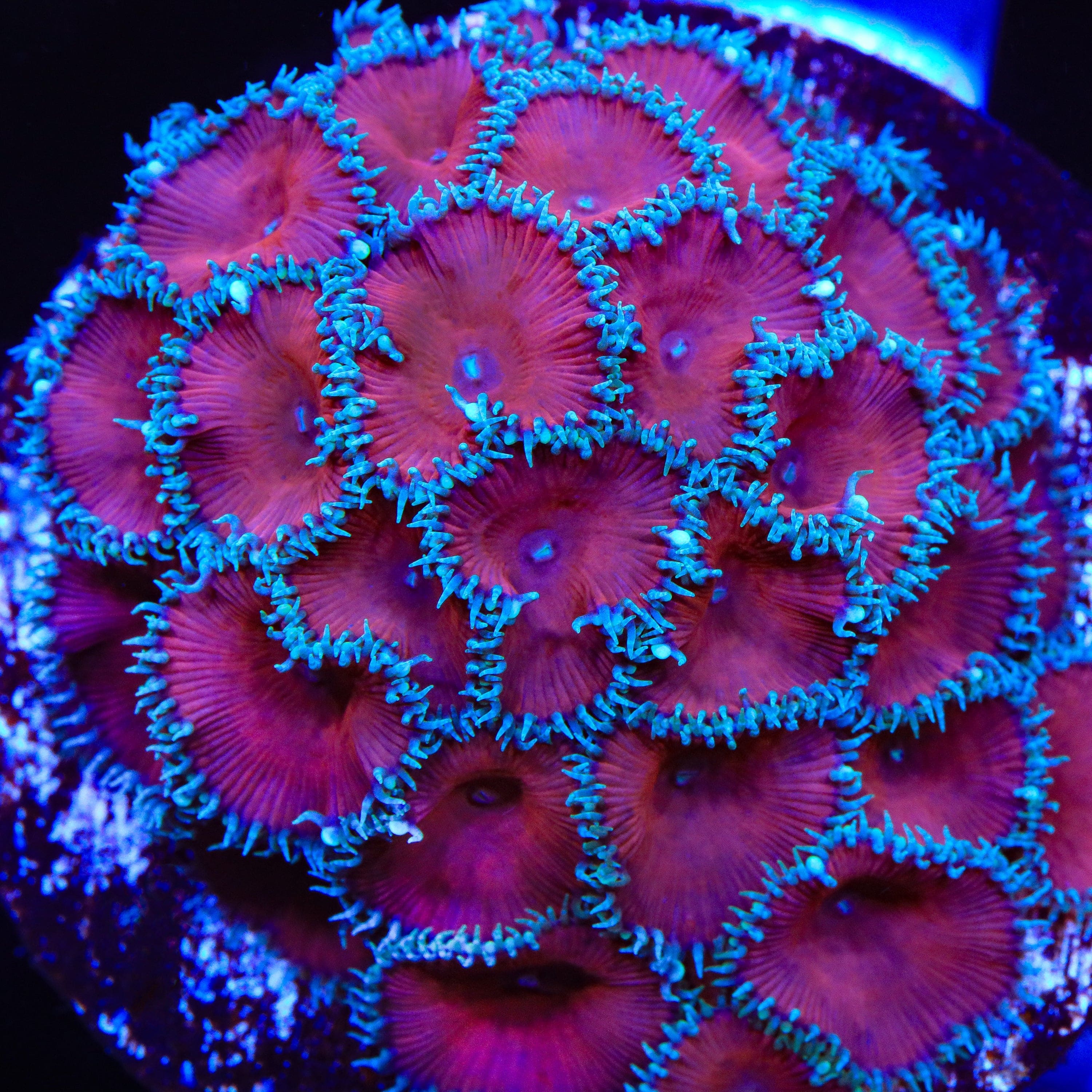 Zoanthus / Palythoa Red Dea
