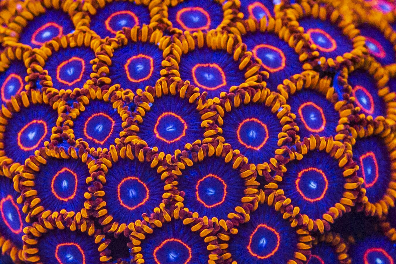 Zoanthus Red Hornet