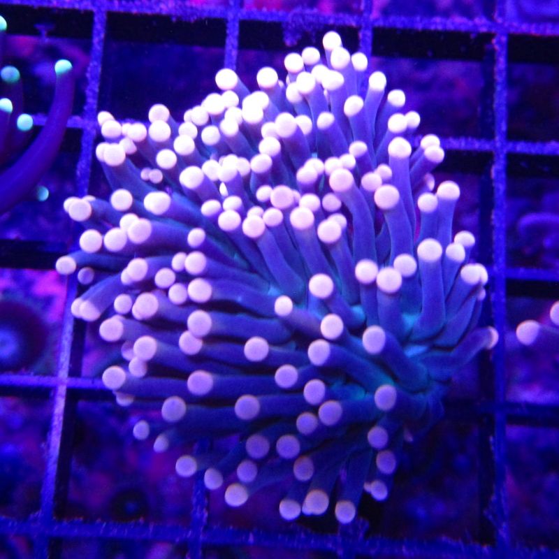 Euphyllia Black Torch / Corail torche