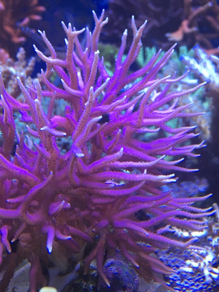Seriatopora rose / Corail oiseau rose