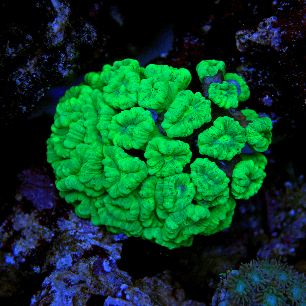 Corail trompette / Caulastrea vert néon