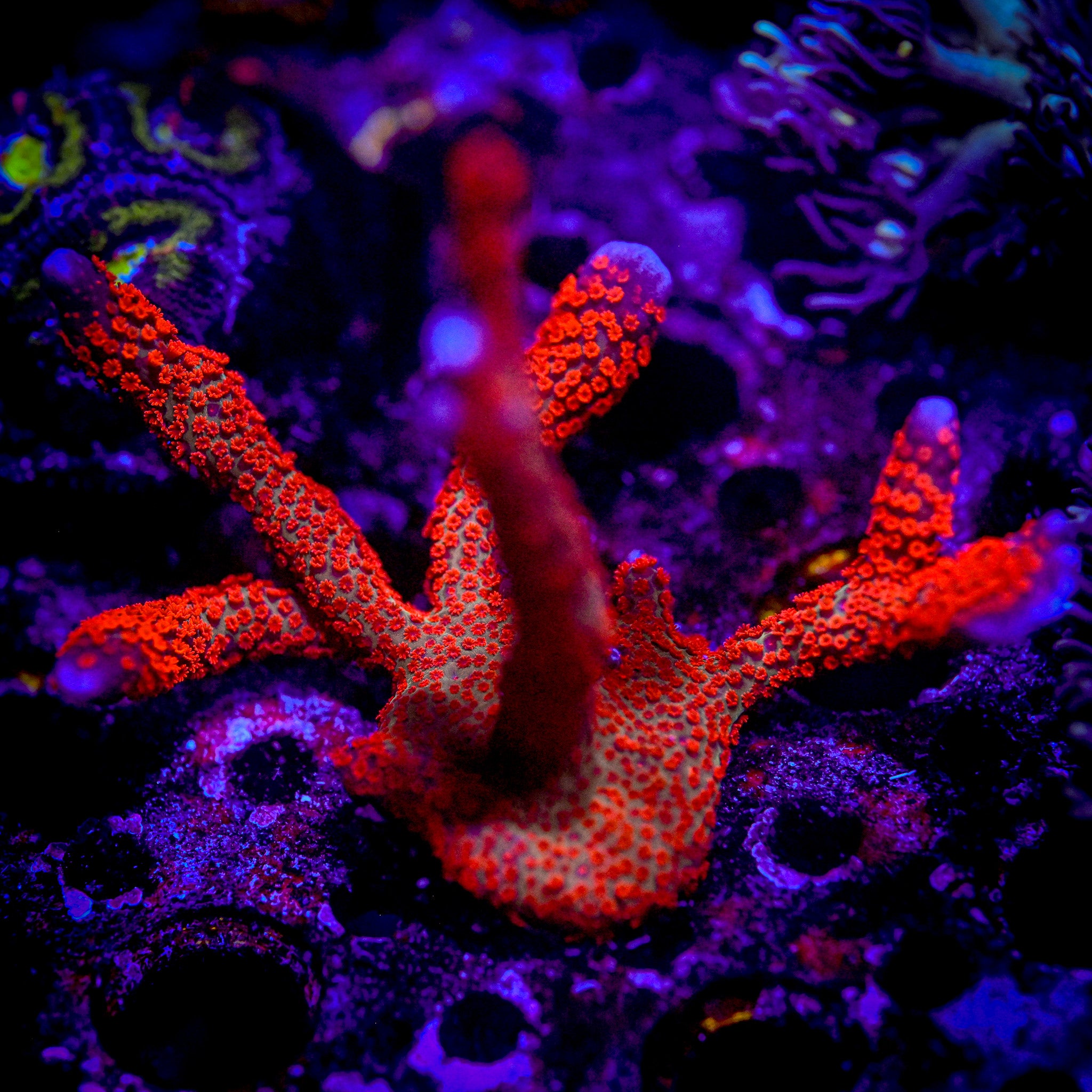 Montipora digitata rouge / Corail doigt rouge