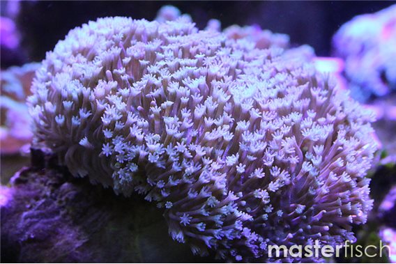 Sarcophyton rose / corail cuir