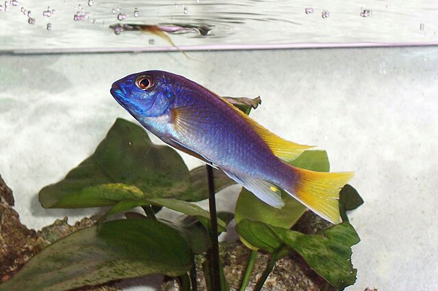 Pseudotropheus acei