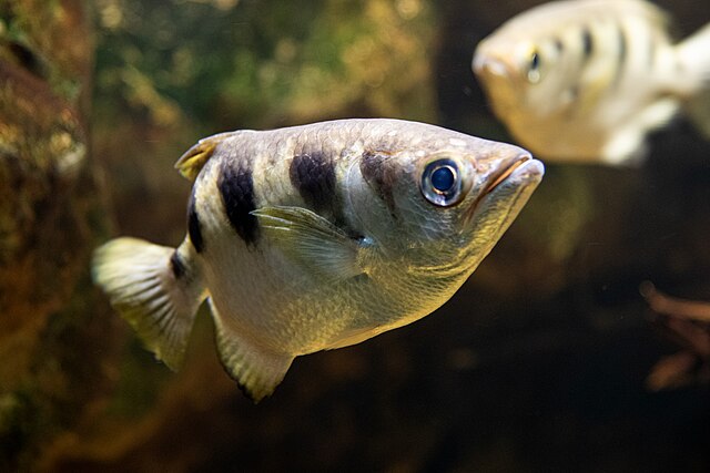 Poisson-archer