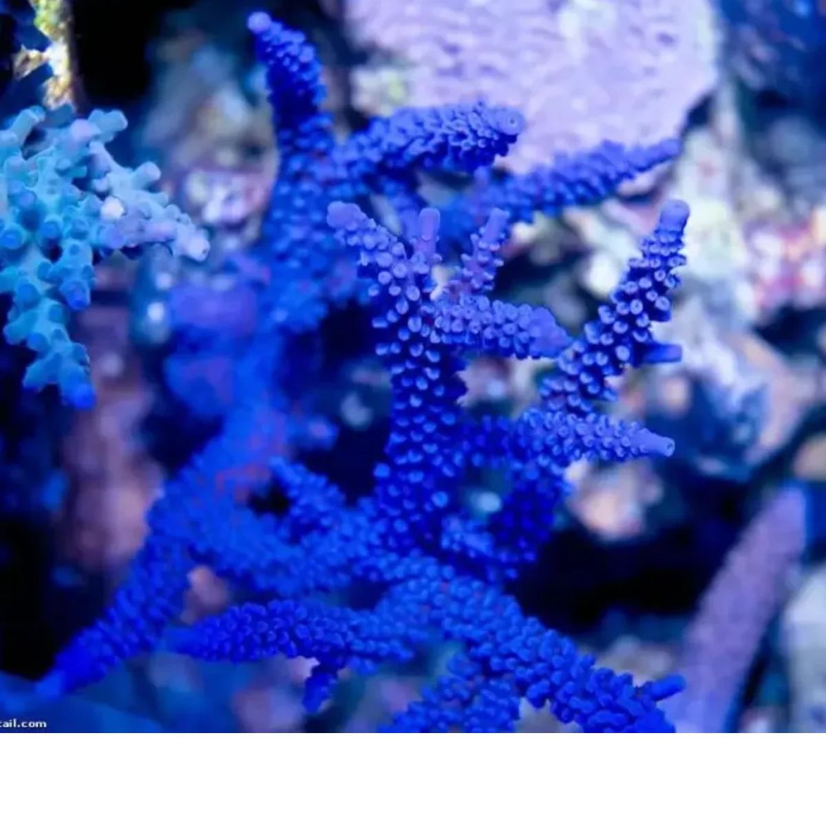 Acropora Formosa Bleu - Bleu