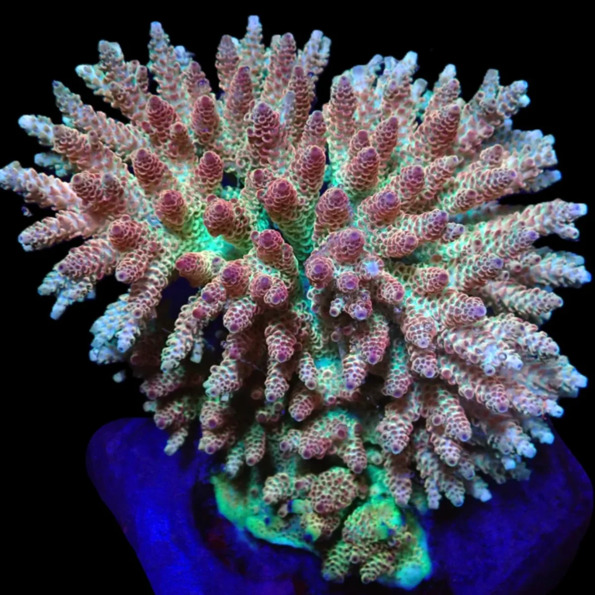 Acropora Hyacinthus